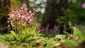 Blender蓝铃花草植物3D模型 CGTrader – Bluebell Pack Vol.05 Low-poly 3D model